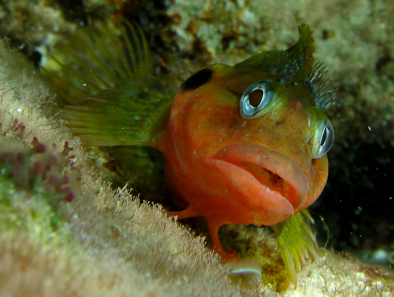 Labrisomus nuchipinnis